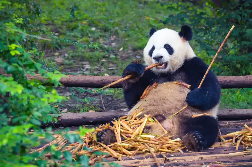 Panda Eating. Top 10 Endangered Species