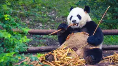 Panda Eating. Top 10 Endangered Species