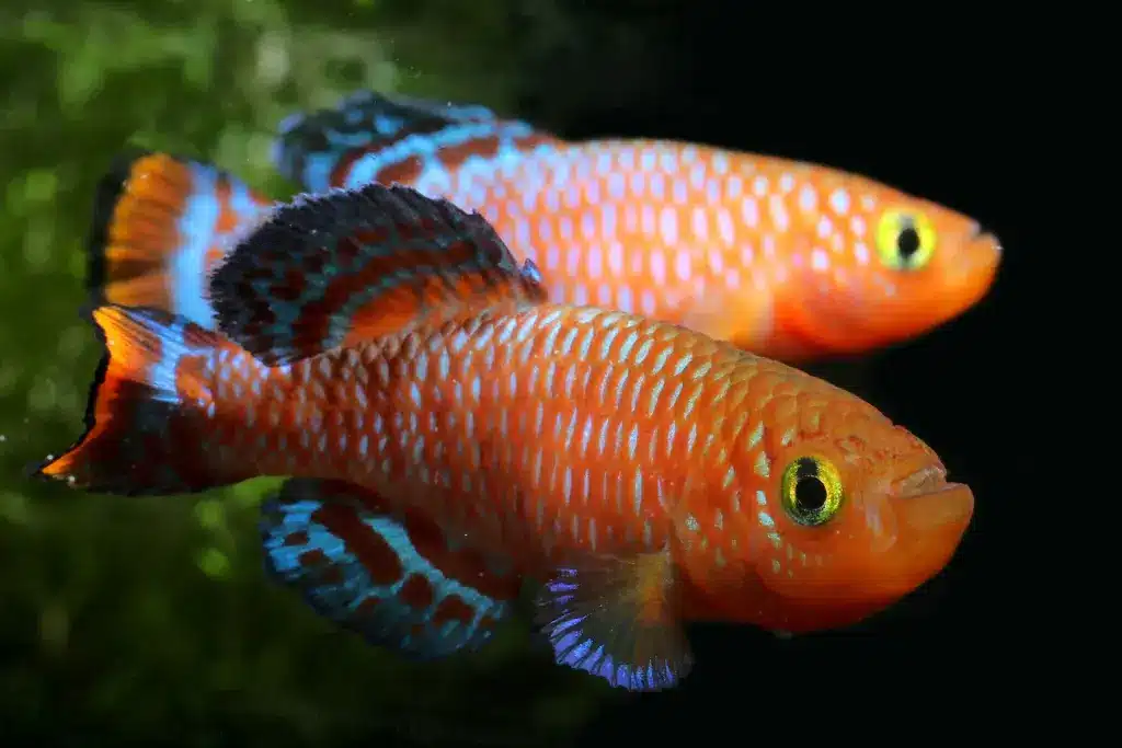 Two Orange Fish in the Tank 