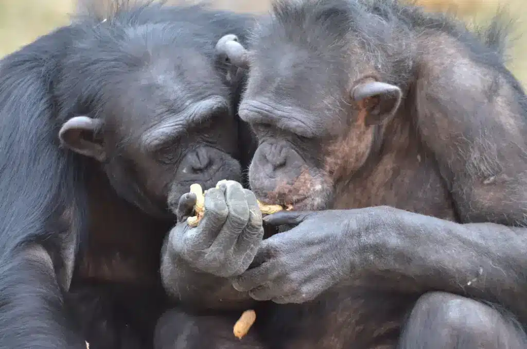 Chimps Eating. What Do Chimps Eat?