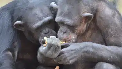Chimps Eating. What Do Chimps Eat?