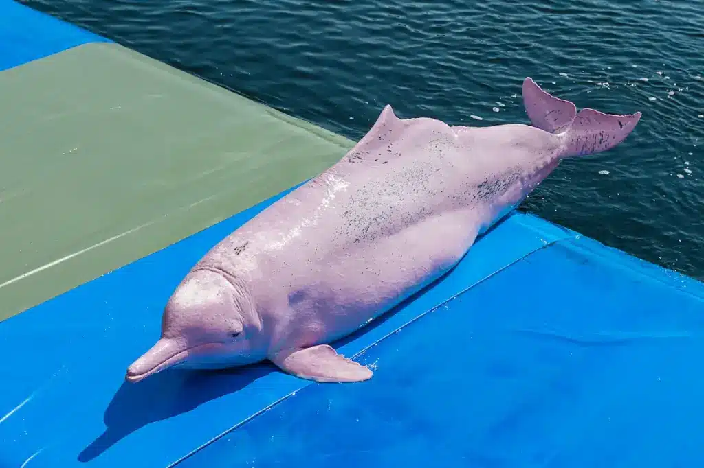 Dolphin Image. What Do Pink Dolphins Eat