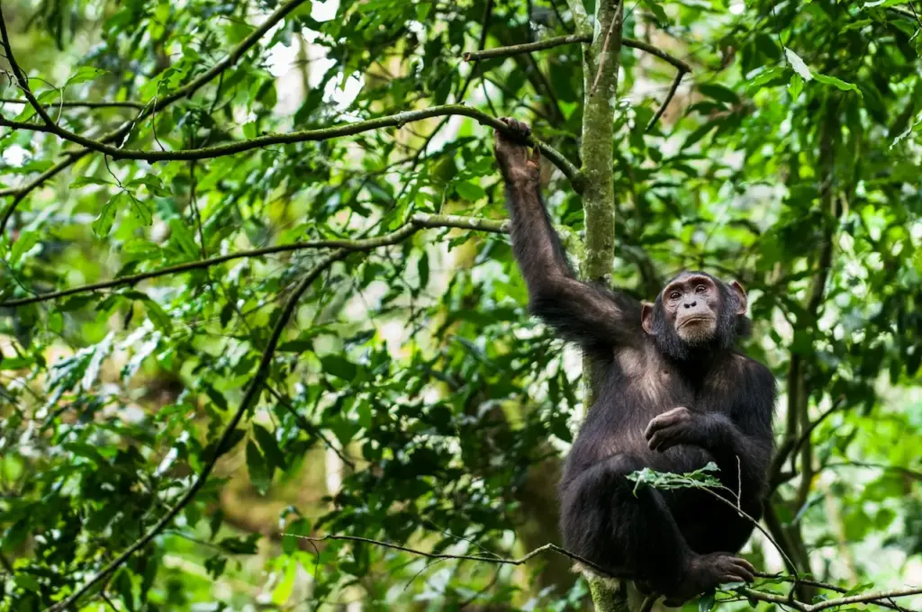 Chimp on the Tree Resting. Where Do Chimps Live?