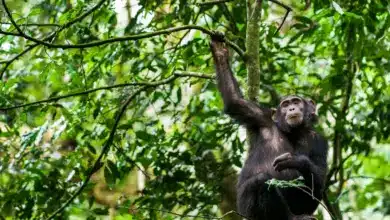 Chimp on the Tree Resting. Where Do Chimps Live?