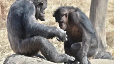 Where Do Chimps Live