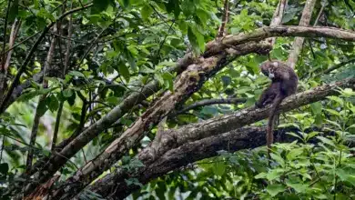 Which Animals Live In Rainforests