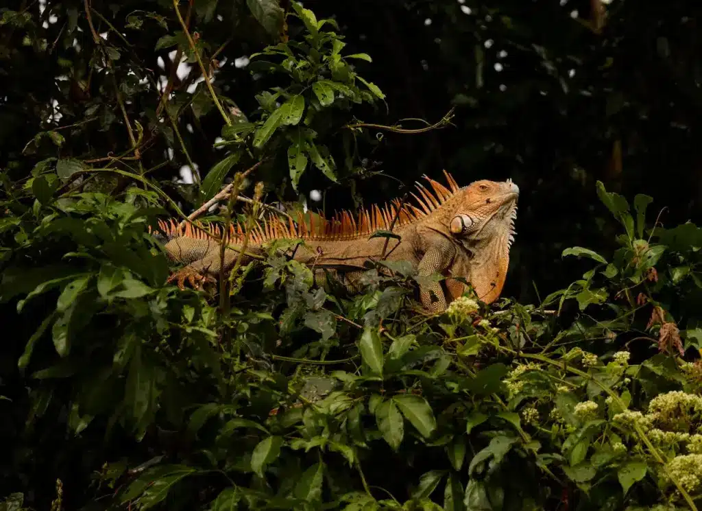 Which Animals Live In Rainforests Iguana