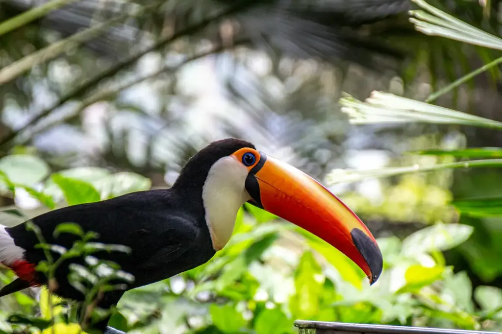 Which Animals Live In Rainforests Toucan