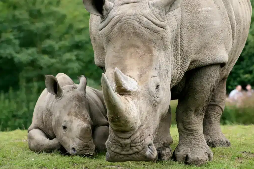 White Rhinoceros Next to a Baby 