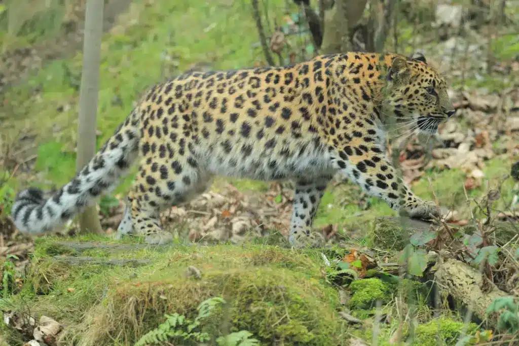 Amur Leopardon the Wild