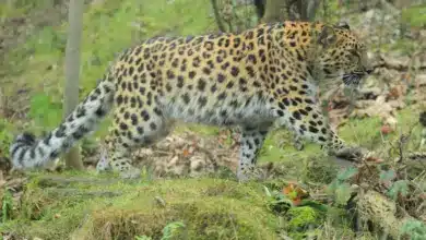 Amur Leopardon the Wild