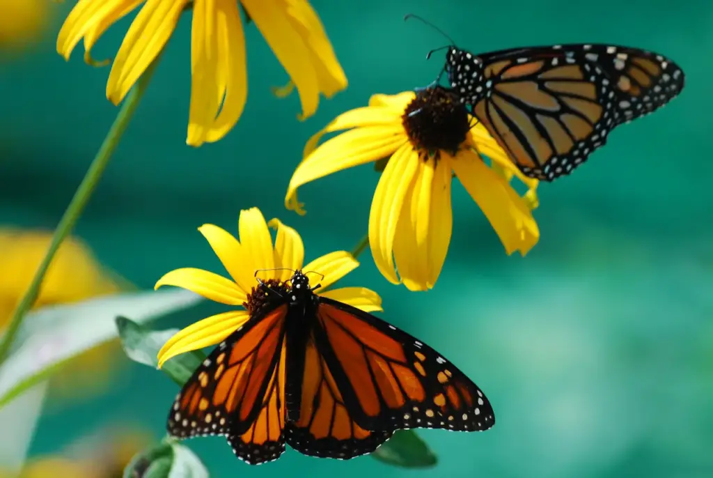 Butterflies on a Flower 