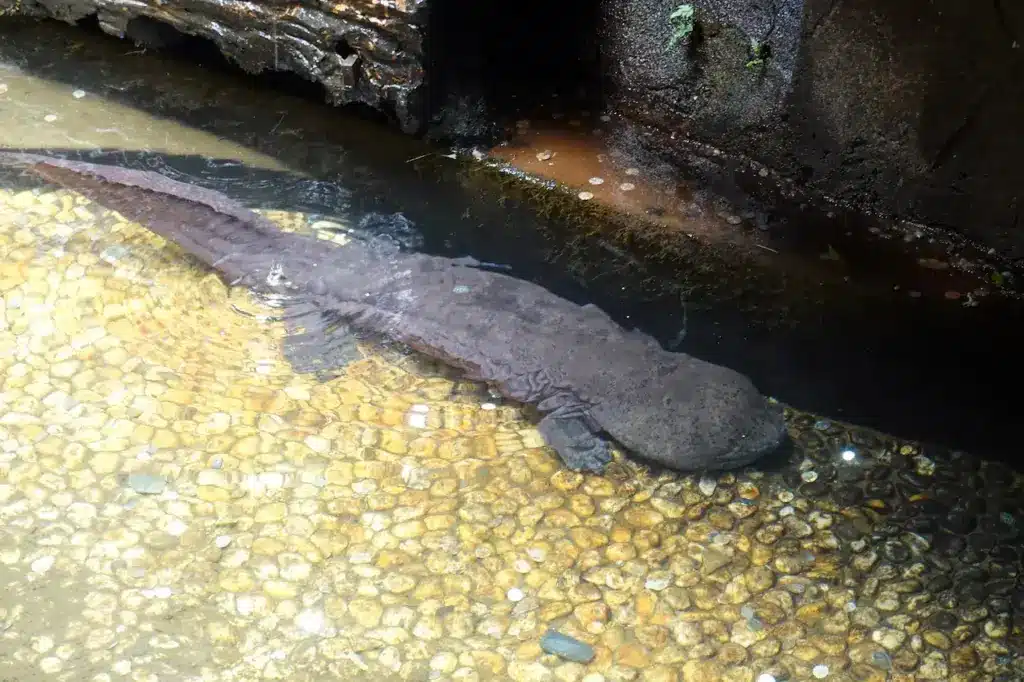 Chinese Giant Salamander on the Water