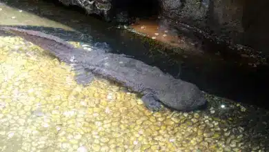 Chinese Giant Salamander on the Water