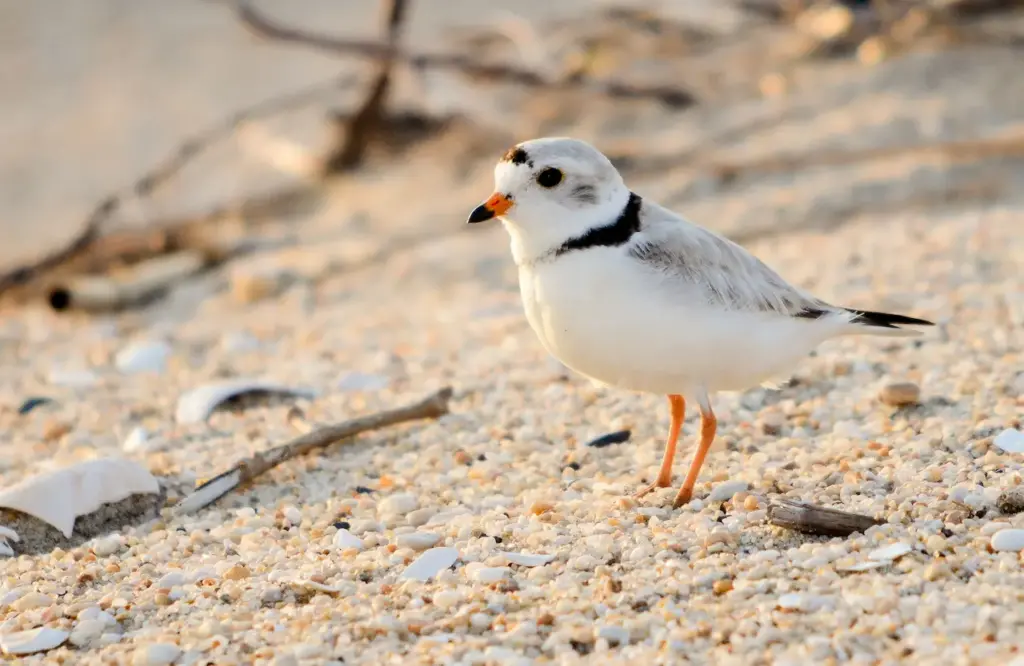 Endangered Piping Plover on the Sand