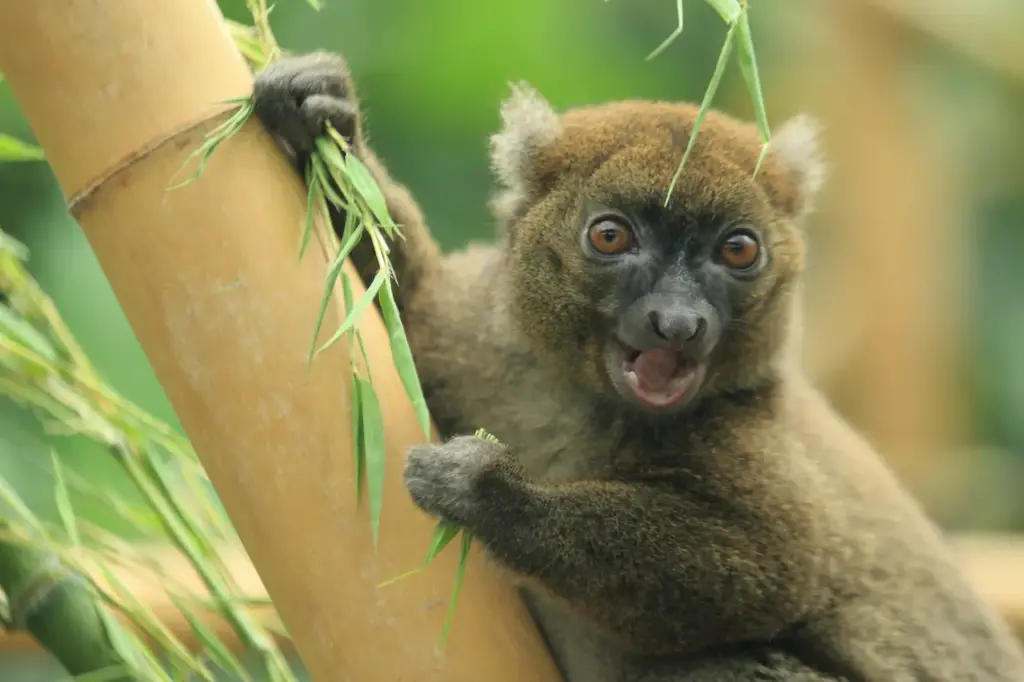 Greater Bamboo Lemur on a Bamboo