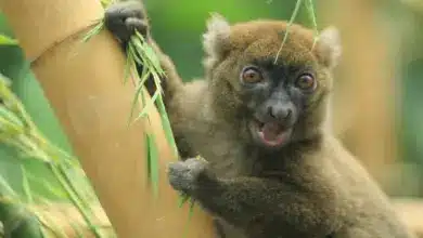 Greater Bamboo Lemur on a Bamboo