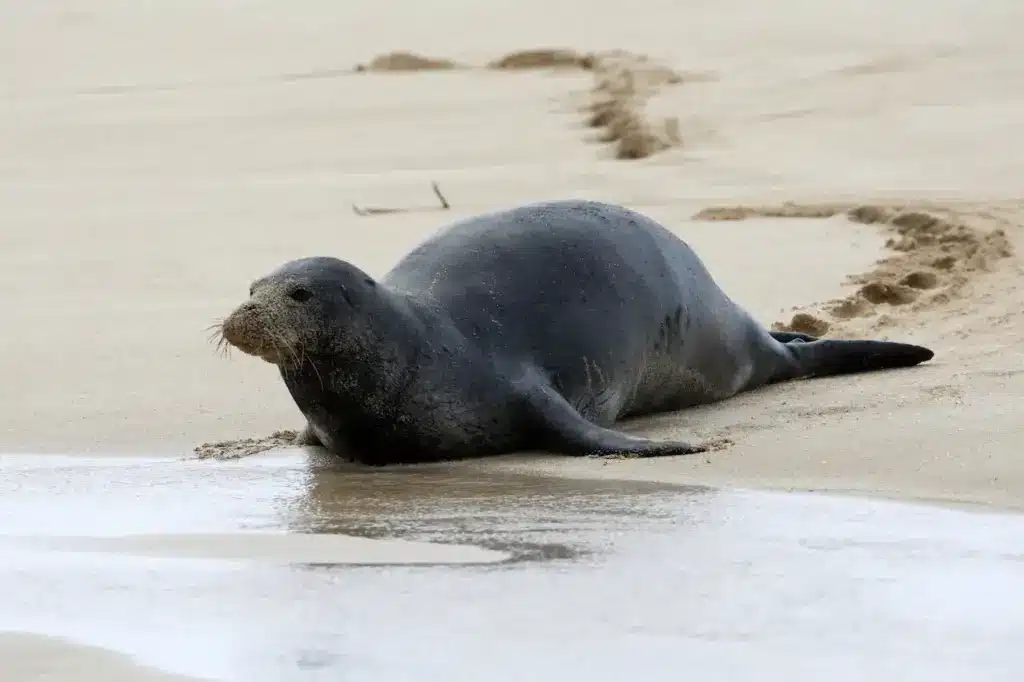Hawaiian Monk Seal on The Sand