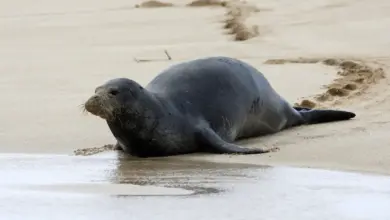 Hawaiian Monk Seal on The Sand
