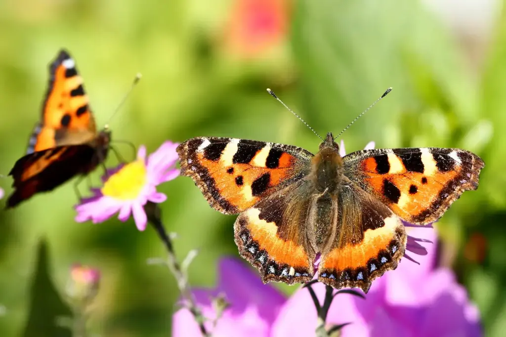 Butterflies Perched on a Flower. How To Help Butterflies