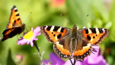 Butterflies Perched on a Flower. How To Help Butterflies