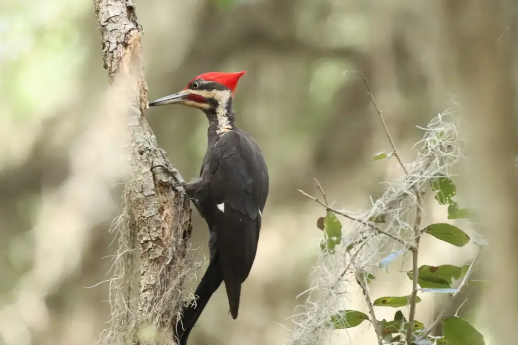 Ivory-billed Woodpecker on he Tree