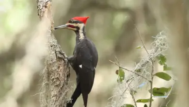 Ivory-billed Woodpecker on he Tree