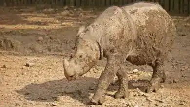 Javan Rhinoceros on the Mud