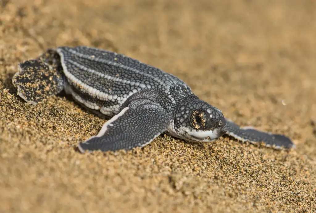 Leatherback Sea Turtle on the Sand