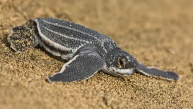 Leatherback Sea Turtle on the Sand