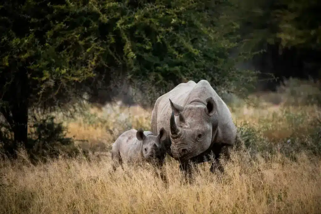 Rhino on a Field Most Endangered Wildlife List