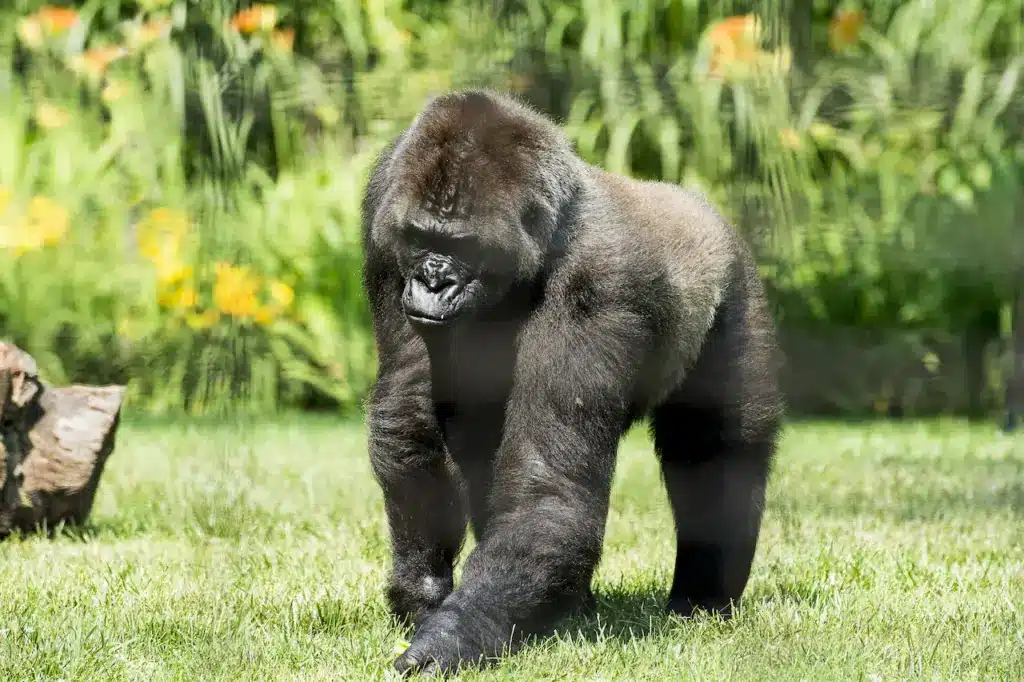 Mountain Gorilla on the Grass