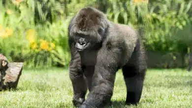 Mountain Gorilla on the Grass