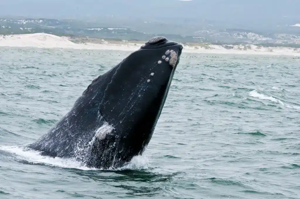 Northern Right Whale on the Water