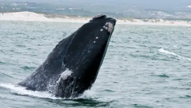 Northern Right Whale on the Water