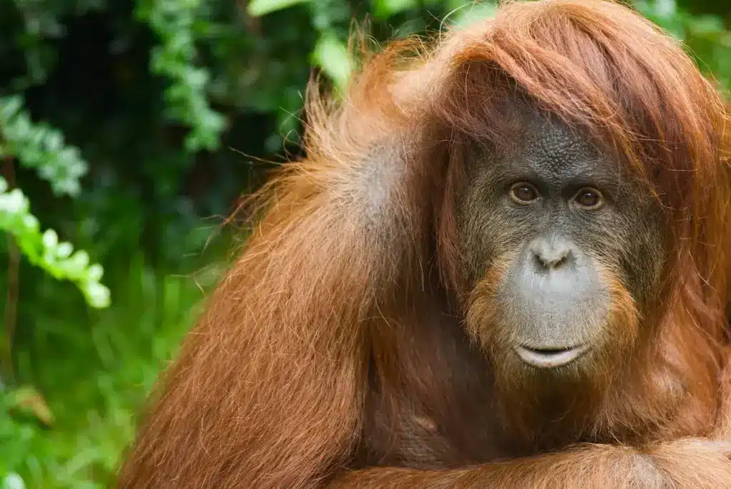 Close up Image of Orangutans