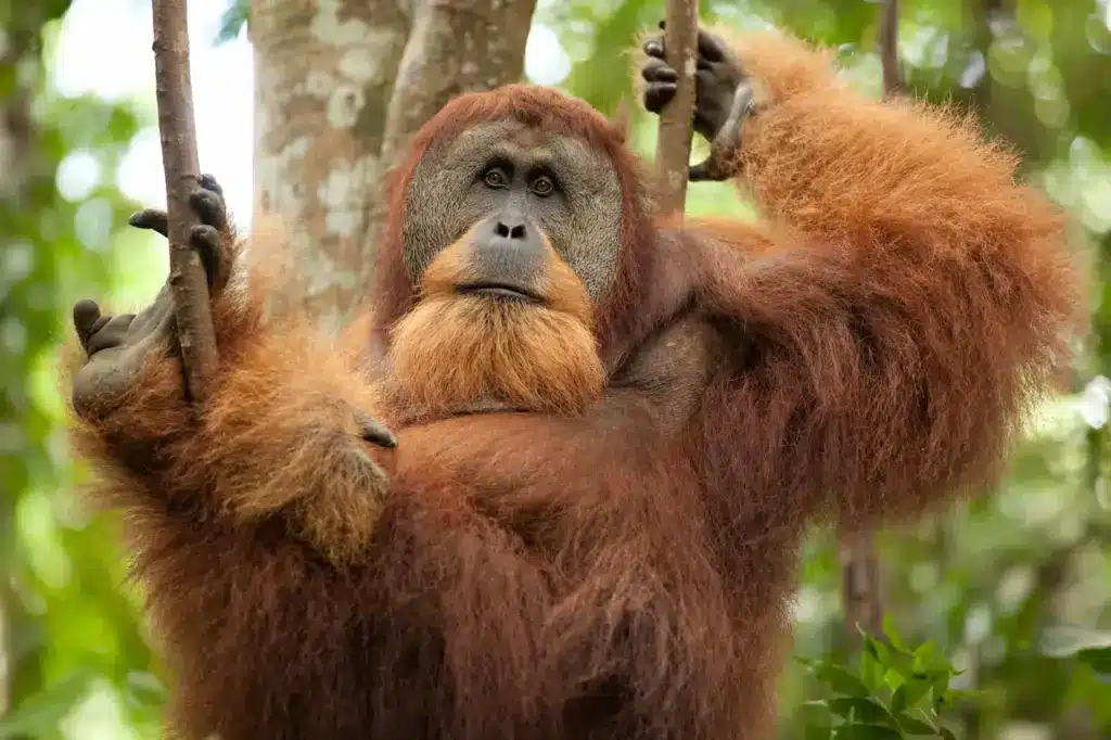 Orangutans Losing Rainforest Habitat