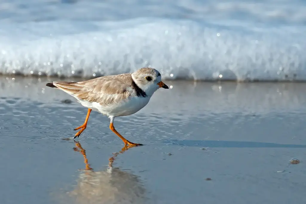 Piping Plover Next to a Water 