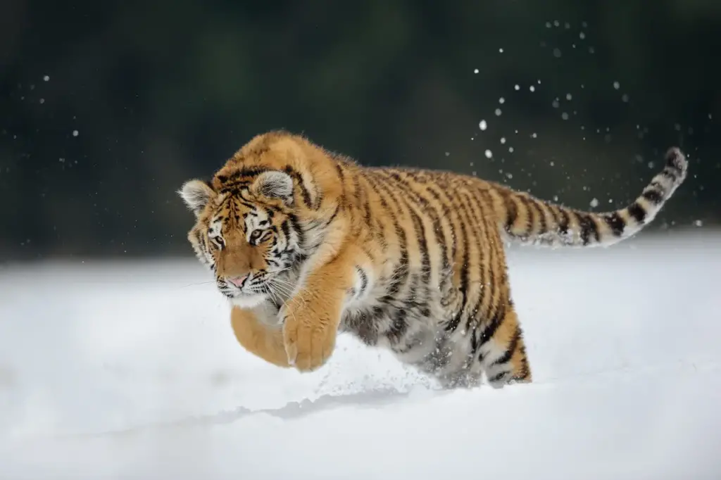 Siberian Tiger Running on the Snow
