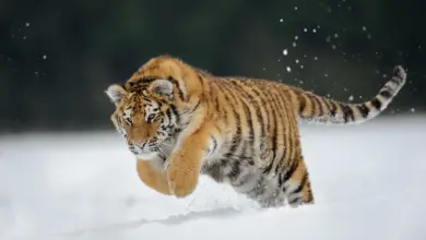 Siberian Tiger Running on the Snow