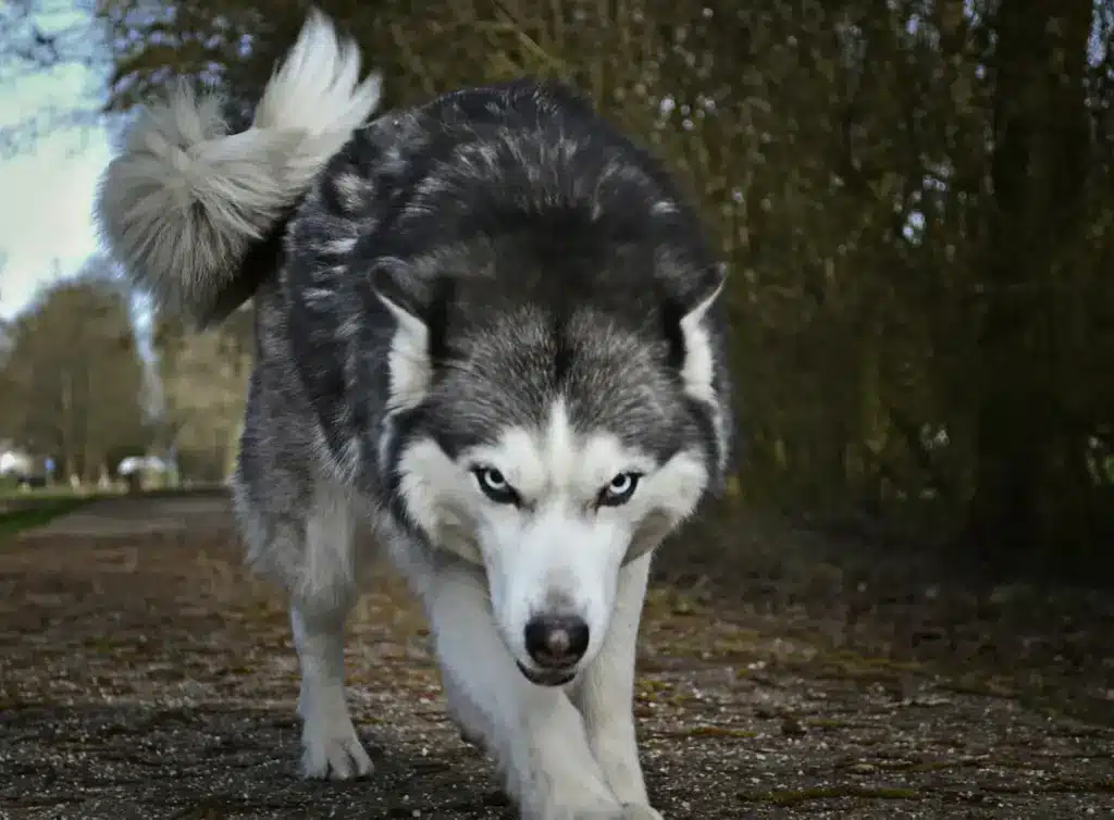 Closeup Image of a Wolf Stop The Wolf Hunt