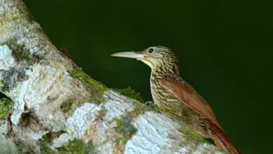 Ten Most Endangered Animals