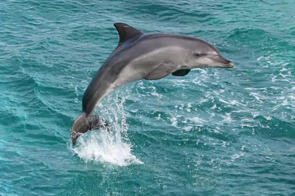 A Dolphin in the Sea The Cove