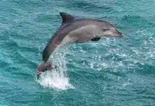 A Dolphin in the Sea The Cove