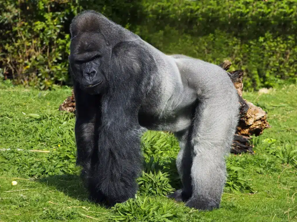 Western Lowland Gorilla on the Ground 