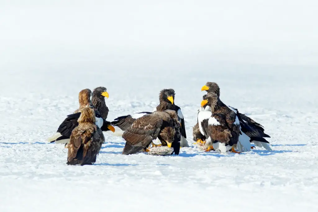 Group of Eagles on Snow America's Wildlife Heritage Act