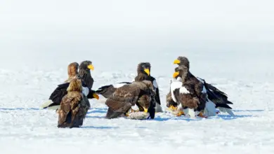 Group of Eagles on Snow America's Wildlife Heritage Act