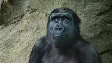 Chimps Image. Are Chimps Extinct?