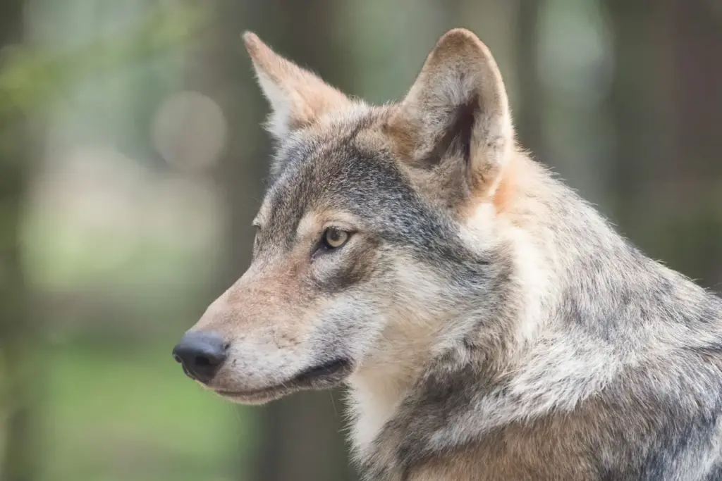 Closeup Image of Wolf 