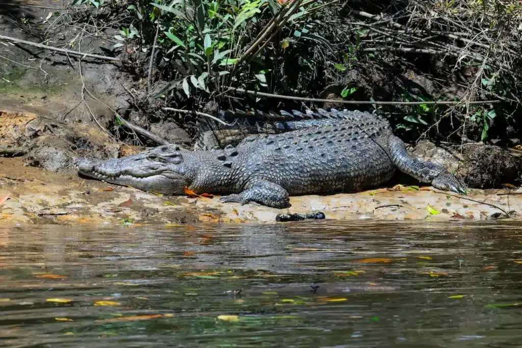 Crocodiles And Alligators Of The Rainforest